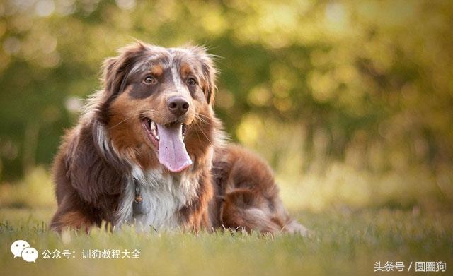 纯种澳大利亚牧羊犬图片及价格（了解纯种澳大利亚牧羊犬的特点和市场价格）