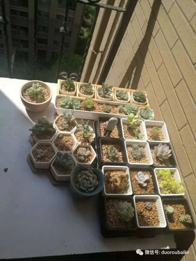 什么是app啊，什么是app（花花草草检测器养多肉有帮助吗）