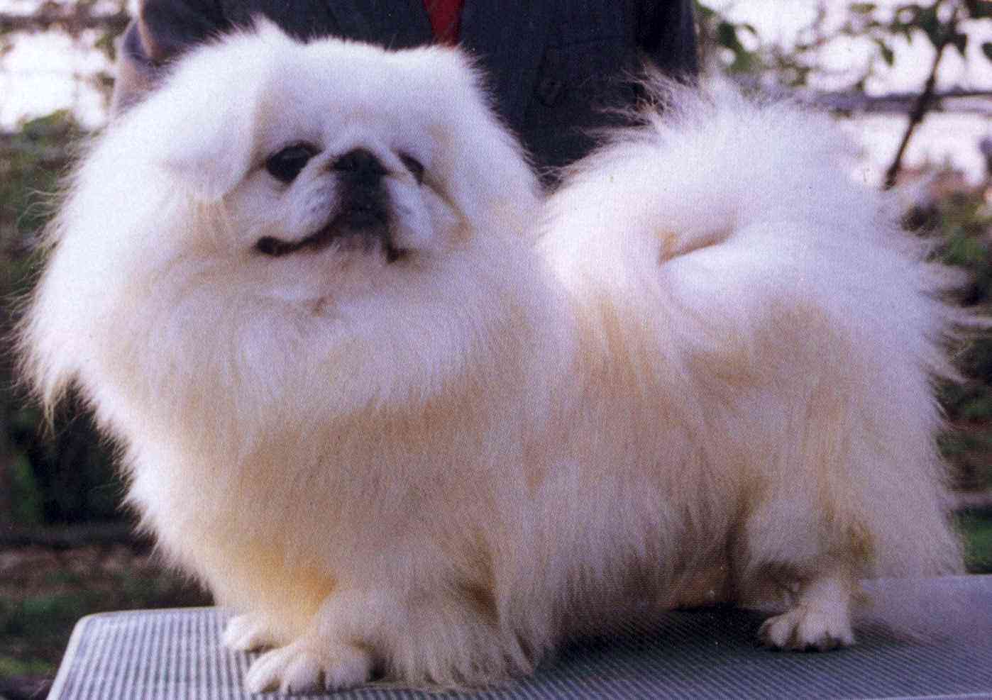 狮子狗多少钱一只,贵宾犬的价格!(如今为何见得那么少)