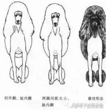 小贵宾成犬多少颗牙齿 贵宾犬一般几岁掉牙