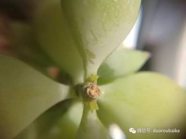 什么是app啊，什么是app（花花草草检测器养多肉有帮助吗）