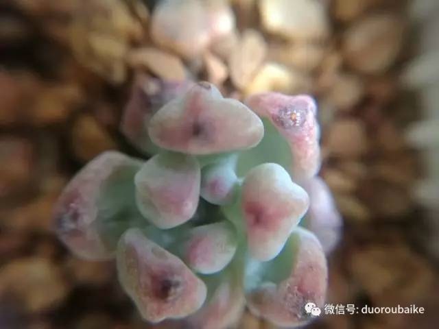 什么是app啊，什么是app（花花草草检测器养多肉有帮助吗）