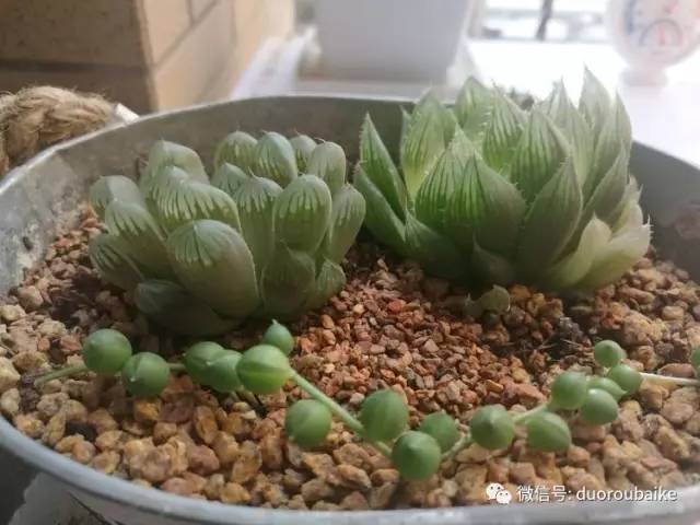 什么是app啊，什么是app（花花草草检测器养多肉有帮助吗）