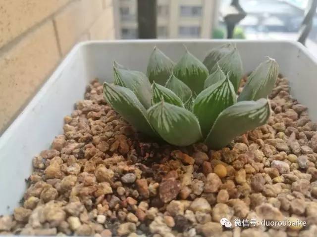 什么是app啊，什么是app（花花草草检测器养多肉有帮助吗）