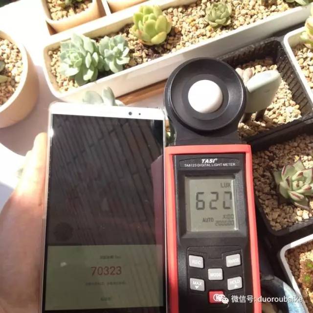 什么是app啊，什么是app（花花草草检测器养多肉有帮助吗）