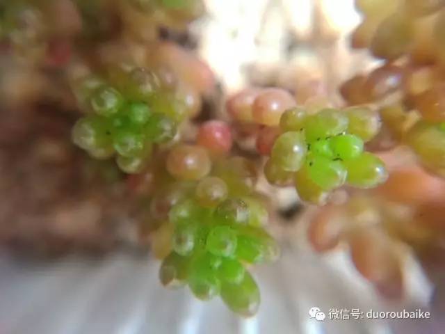 什么是app啊，什么是app（花花草草检测器养多肉有帮助吗）