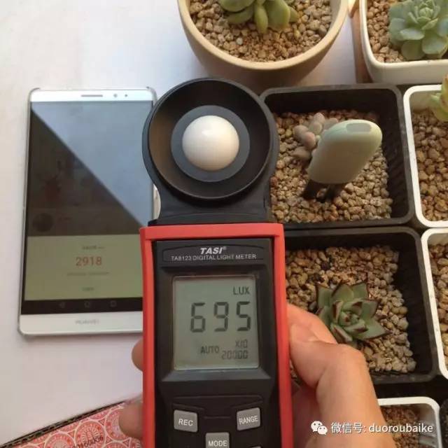 什么是app啊，什么是app（花花草草检测器养多肉有帮助吗）