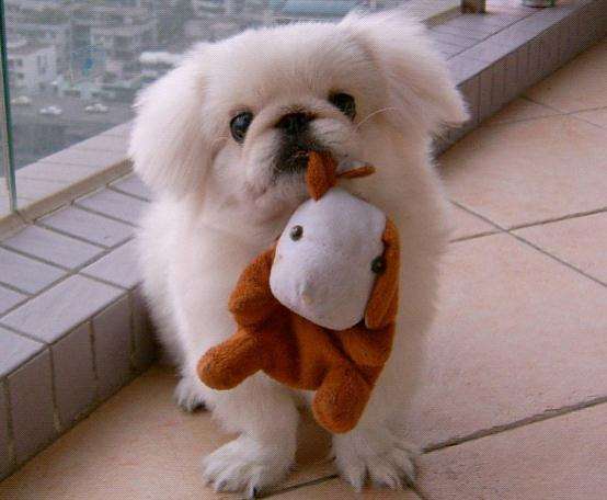 狮子狗多少钱一只,贵宾犬的价格!(如今为何见得那么少)_犇涌向乾