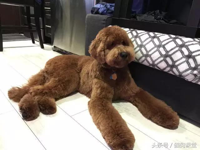 小贵宾成犬多少颗牙齿 贵宾犬一般几岁掉牙