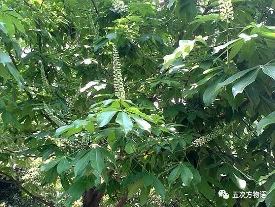 梭罗树是什么植物,梭罗树是什么植物类型(七叶树不是娑罗树)