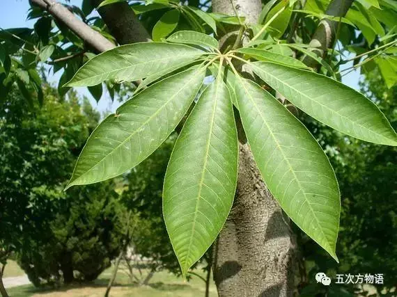 梭罗树是什么植物，梭罗树是什么植物类型（七叶树不是娑罗树）