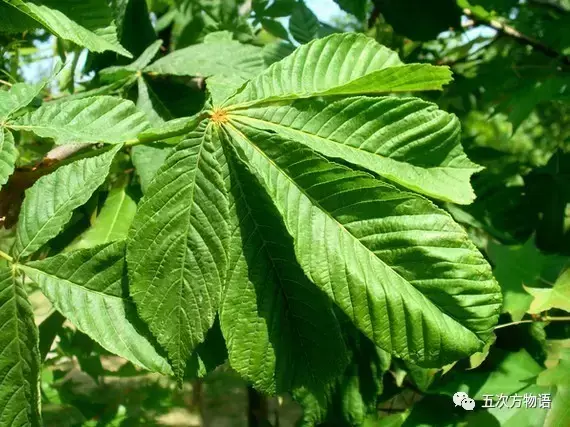 梭罗树是什么植物，梭罗树是什么植物类型（七叶树不是娑罗树）