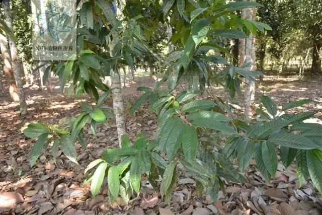梭罗树是什么植物，梭罗树是什么植物类型（七叶树不是娑罗树）
