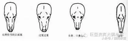 小贵宾成犬多少颗牙齿 贵宾犬一般几岁掉牙