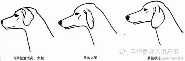 小贵宾成犬多少颗牙齿 贵宾犬一般几岁掉牙