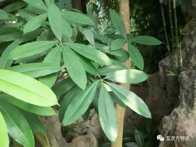 梭罗树是什么植物，梭罗树是什么植物类型（七叶树不是娑罗树）