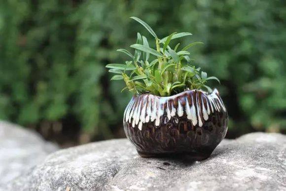 石斛花有哪些作用，石斛花有什么功效与作用（家里别只养绿萝、吊兰盆栽）