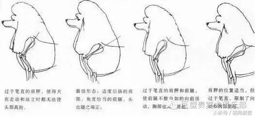 小贵宾成犬多少颗牙齿 贵宾犬一般几岁掉牙