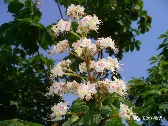 梭罗树是什么植物，梭罗树是什么植物类型（七叶树不是娑罗树）