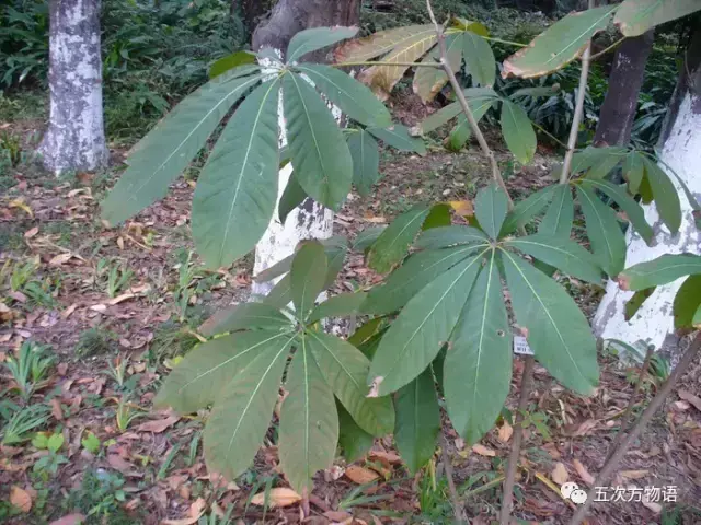 梭罗树是什么植物，梭罗树是什么植物类型（七叶树不是娑罗树）