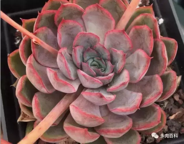 猎户座是什么星座，猎户座代表什么含义呢（多肉植物星座篇——猎户座）