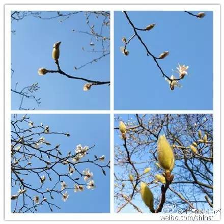 上海市花，上海市花朵朵绽放（上海市花市树）