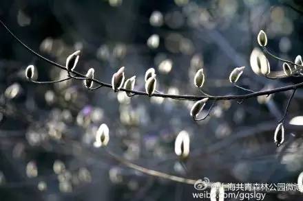 上海市花，上海市花朵朵绽放（上海市花市树）