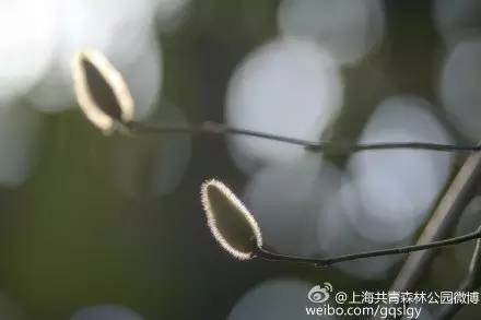 上海市花，上海市花朵朵绽放（上海市花市树）