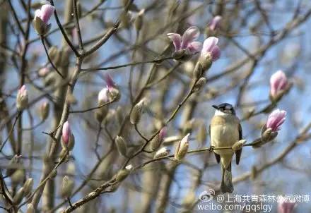 上海市花，上海市花朵朵绽放（上海市花市树）