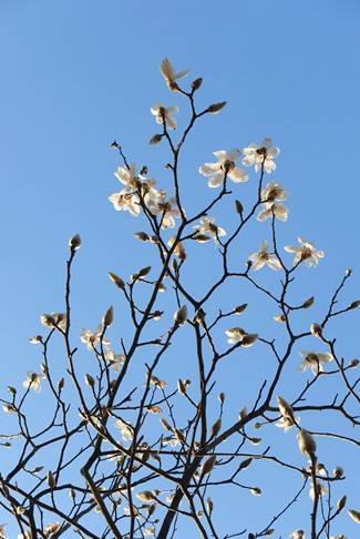 上海市花，上海市花朵朵绽放（上海市花市树）