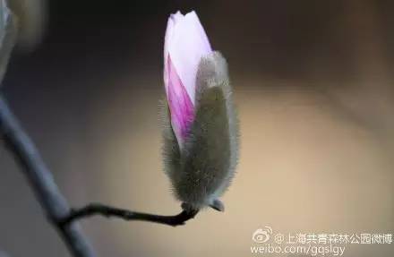 上海市花，上海市花朵朵绽放（上海市花市树）