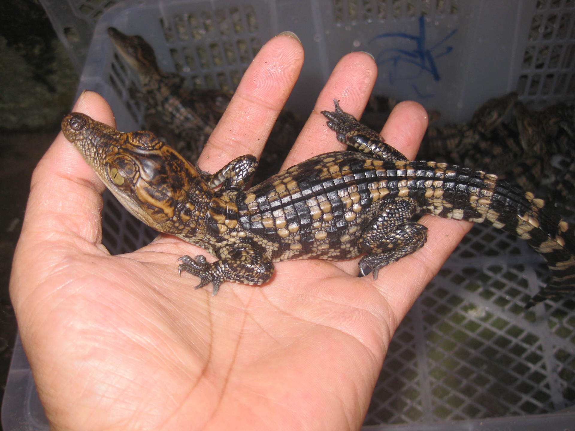 养鳄鱼第一开始要做什么,养殖鳄鱼用来做什么(试试养只鳄鱼当宠物咋样