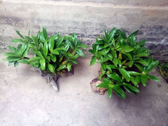 石斛花有哪些作用，石斛花有什么功效与作用（家里别只养绿萝、吊兰盆栽）