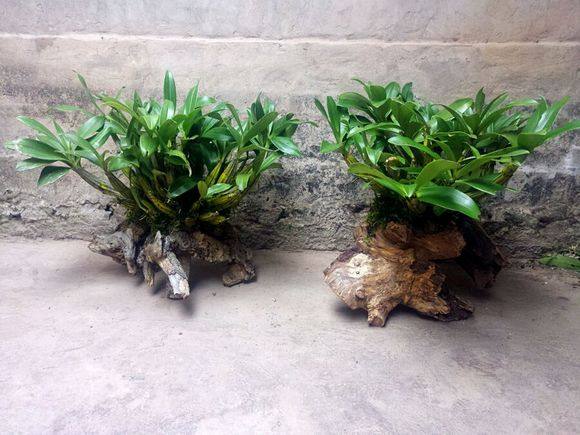 石斛花有哪些作用，石斛花有什么功效与作用（家里别只养绿萝、吊兰盆栽）