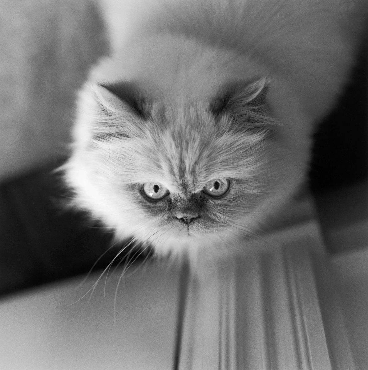 喜马拉雅猫是什么品种，喜马拉雅猫是大型猫吗（为啥养喜马拉雅猫的人少）