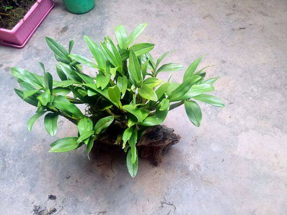 石斛花有哪些作用，石斛花有什么功效与作用（家里别只养绿萝、吊兰盆栽）