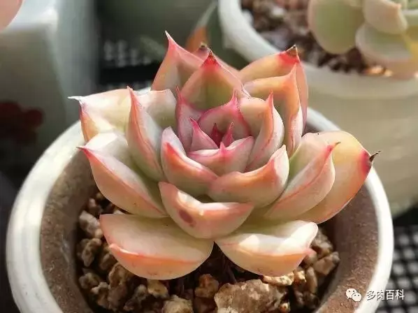 猎户座是什么星座，猎户座代表什么含义呢（多肉植物星座篇——猎户座）