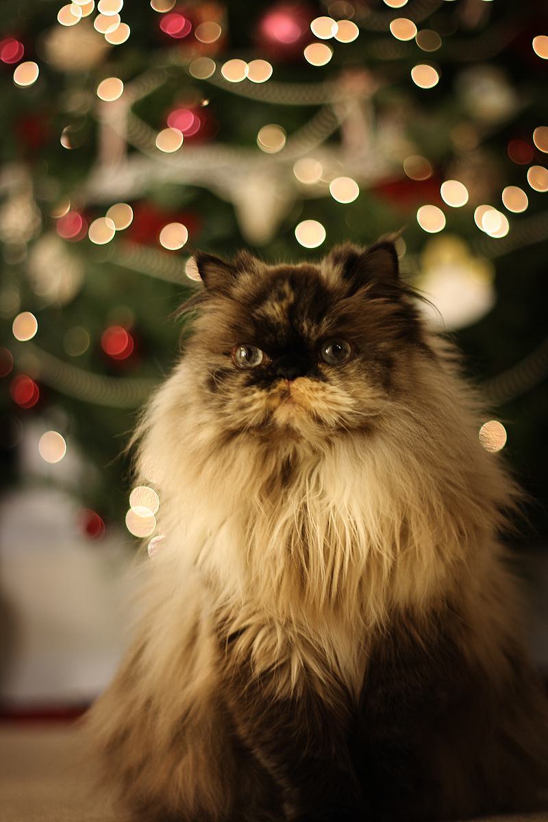 喜马拉雅猫是什么品种，喜马拉雅猫是大型猫吗（为啥养喜马拉雅猫的人少）