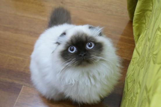 喜马拉雅猫是什么品种，喜马拉雅猫是大型猫吗（为啥养喜马拉雅猫的人少）