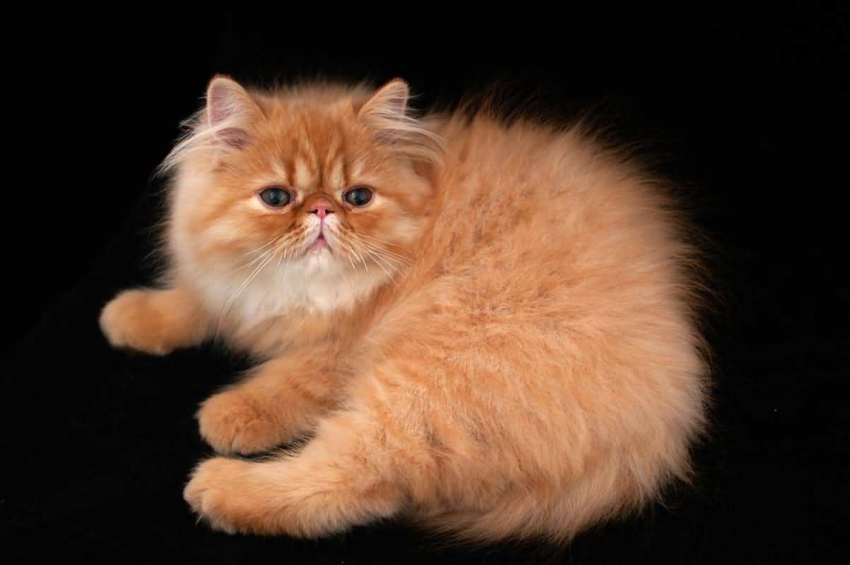 喜马拉雅猫是什么品种，喜马拉雅猫是大型猫吗（为啥养喜马拉雅猫的人少）