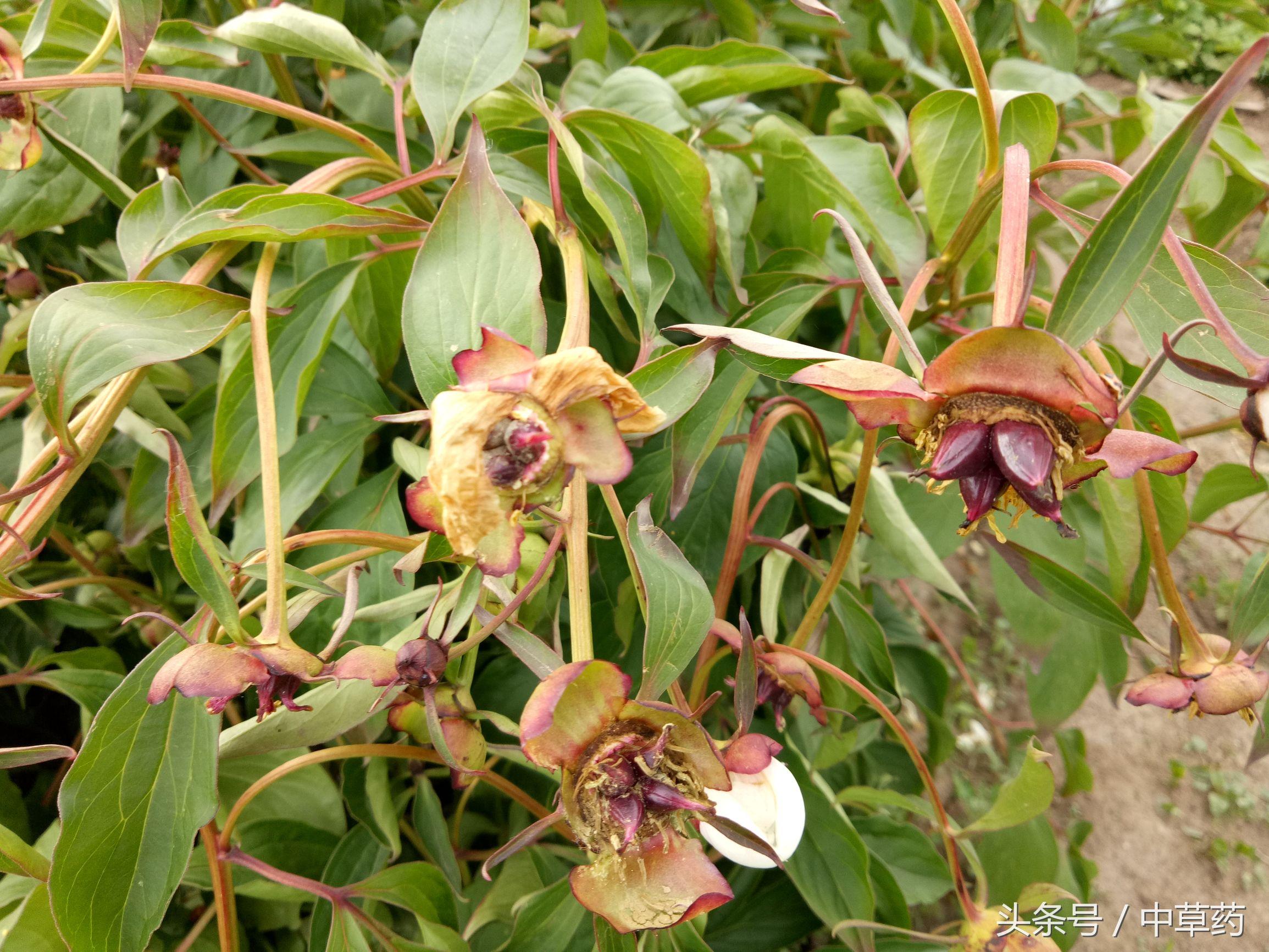 芍药功效归经(芍药本草经)-娱宸网