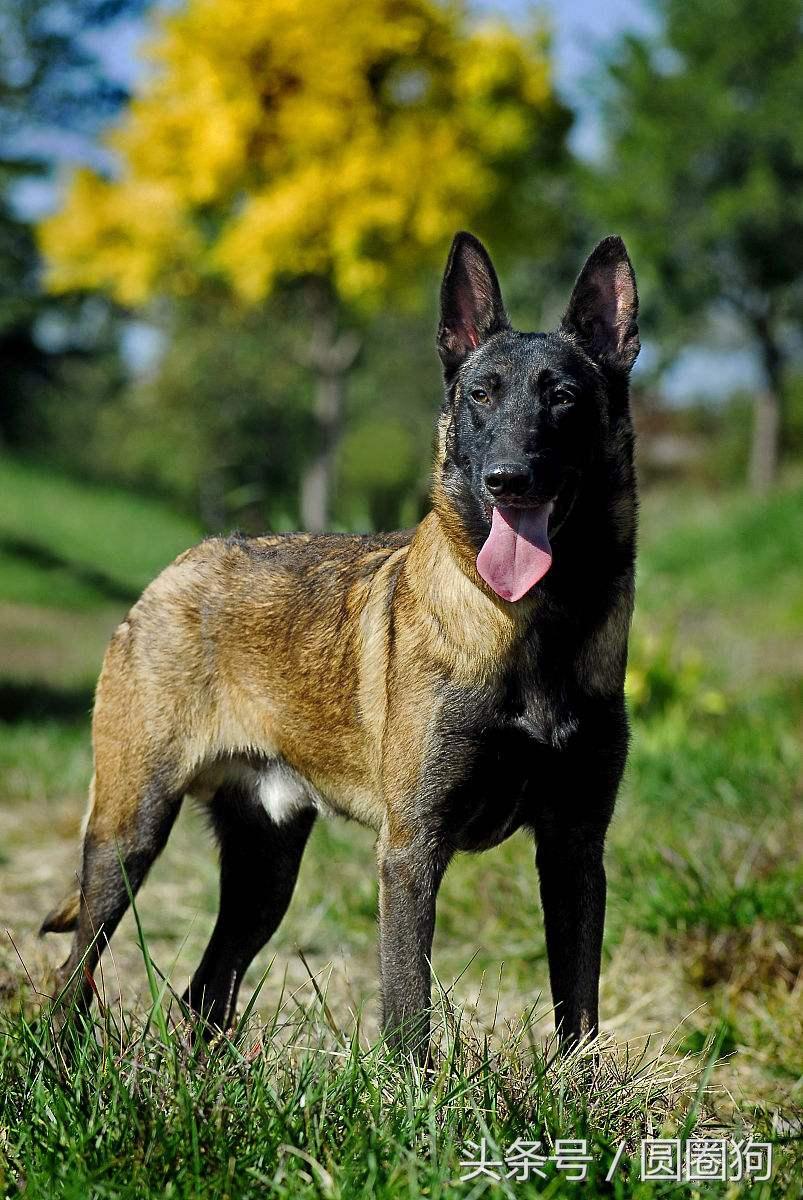 马林诺斯犬(马犬的四个品种)