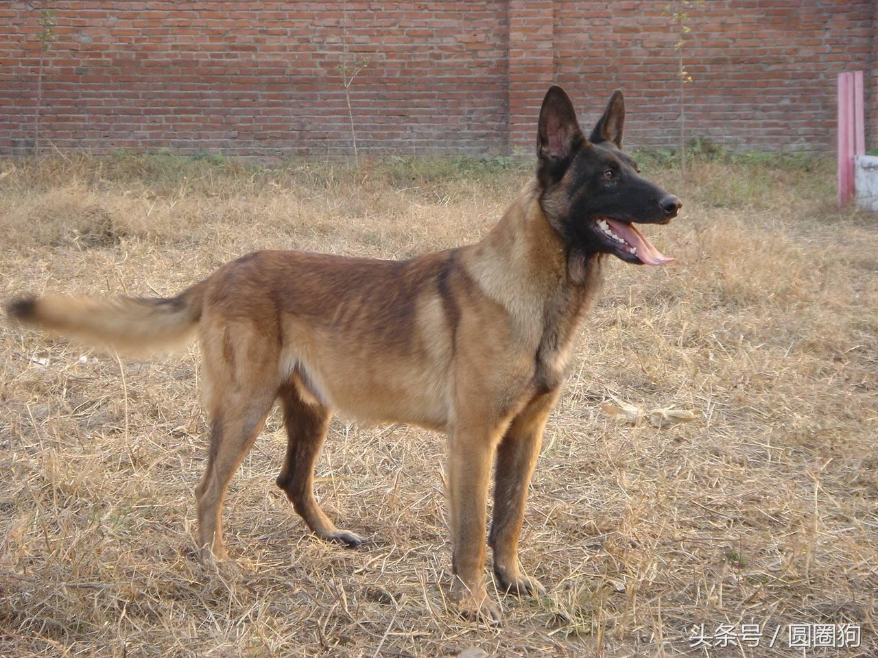 马林诺斯犬(马犬的四个品种)