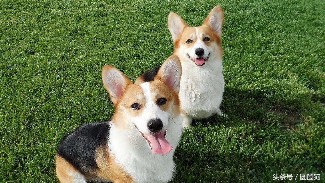 威爾斯科基犬,彭布羅克威爾士柯基犬(世界名犬——威爾士柯基犬)