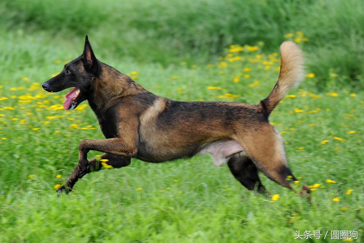 马林诺斯犬(马犬的四个品种)