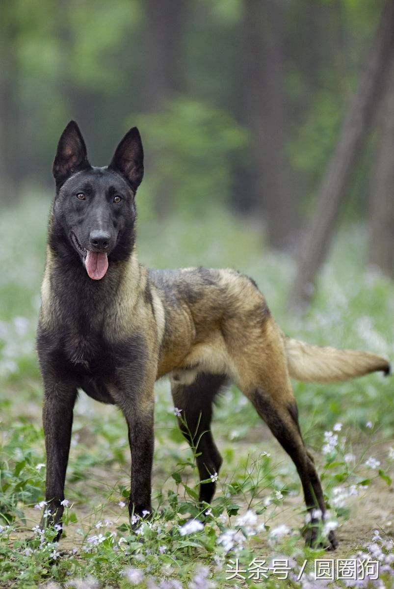 马林诺斯犬(马犬的四个品种)