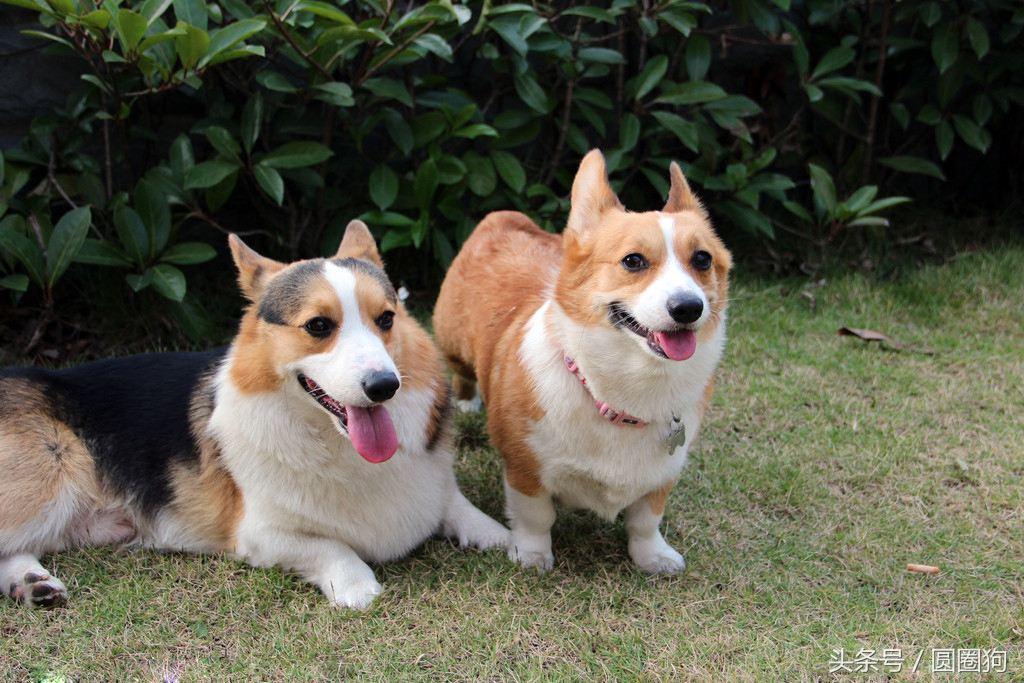 威爾斯科基犬,彭布羅克威爾士柯基犬(世界名犬——威爾士柯基犬)