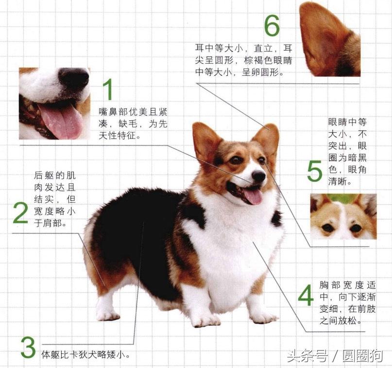 威尔斯科基犬,彭布罗克威尔士柯基犬(世界名犬——威尔士柯基犬)