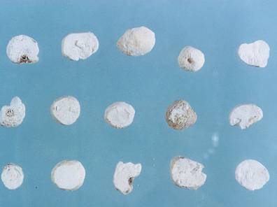 生半夏的功效与作用，生半夏的功效与作用及毒副作用（生半夏和法半夏有什么区别）