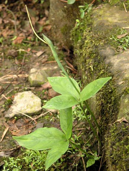 生半夏的功效与作用，生半夏的功效与作用及毒副作用（生半夏和法半夏有什么区别）